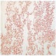 Tapis NATURE de Toulemonde Bochart, 170 x 240 cm, Corail